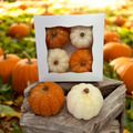 PUMPKINS wax melts 4pk | WHITE PUMPKIN | PUMPKIN APPLE | 8.25 oz